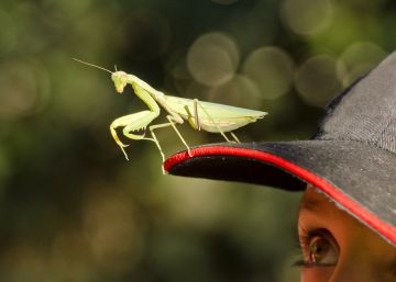 Bichos