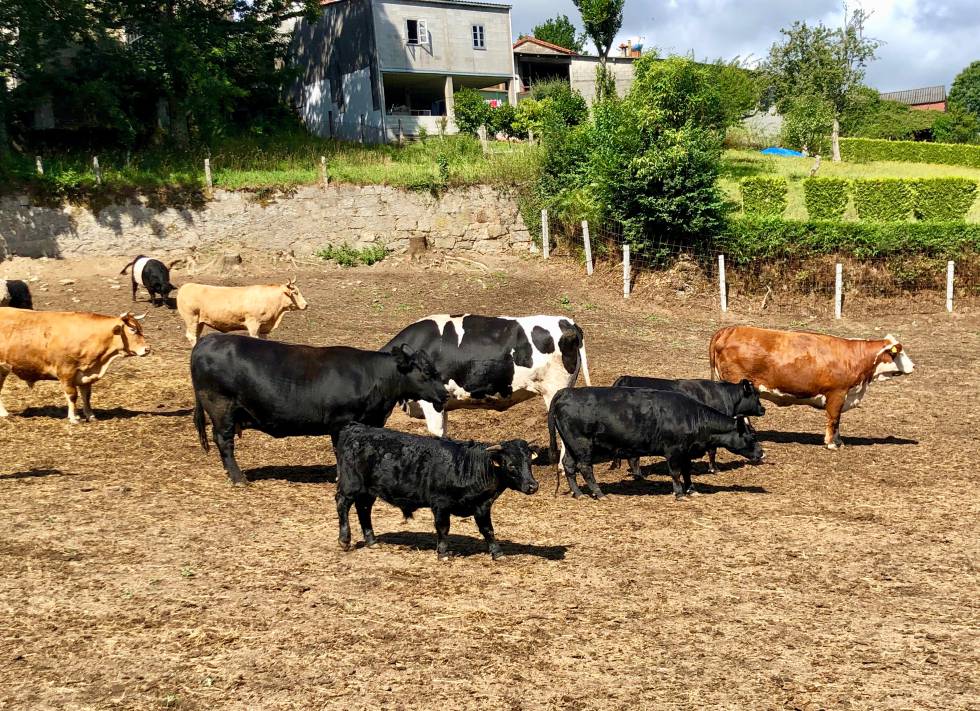 Fisterra Bovine World