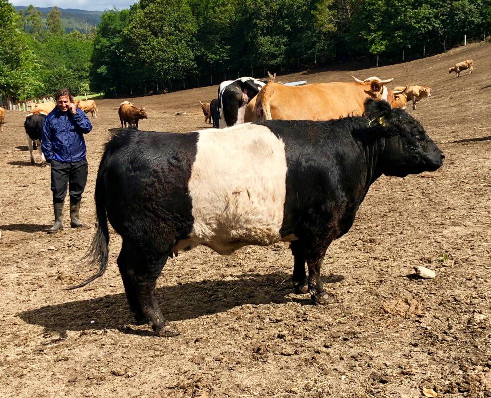Fisterra Bovine World