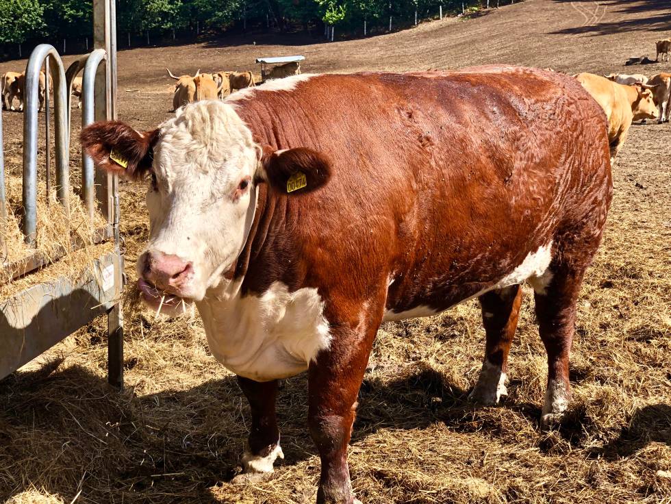 Fisterra Bovine World