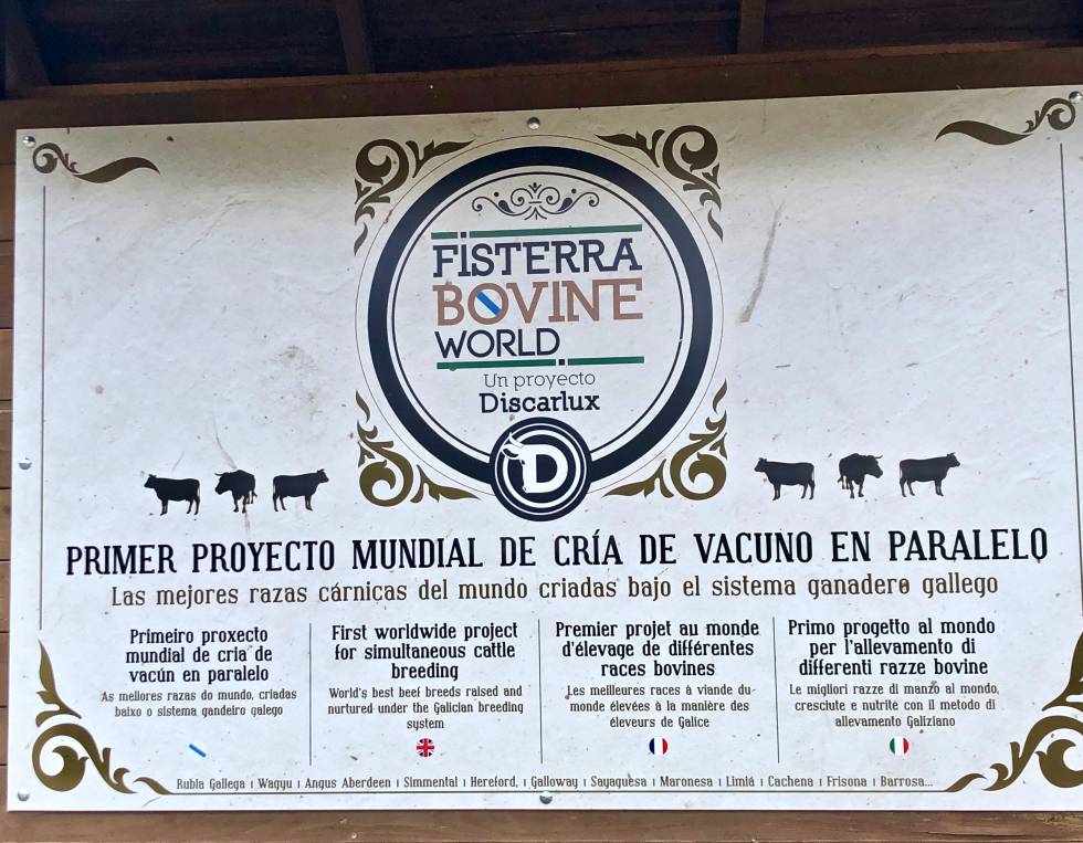 Fisterra Bovine World