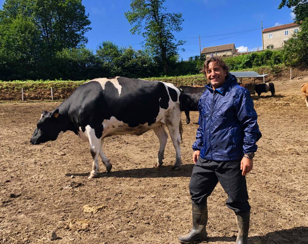 Fisterra Bovine World
