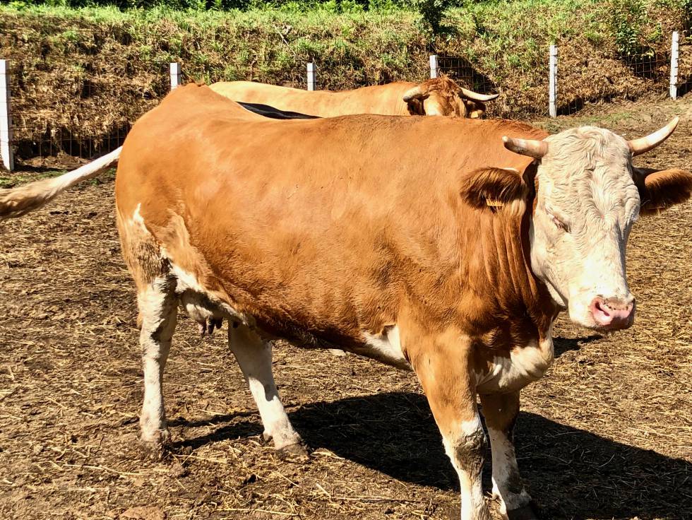 Fisterra Bovine World
