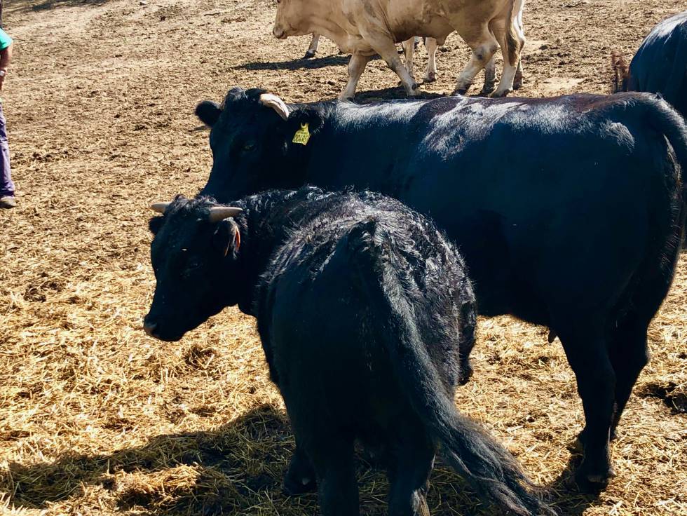 Fisterra Bovine World