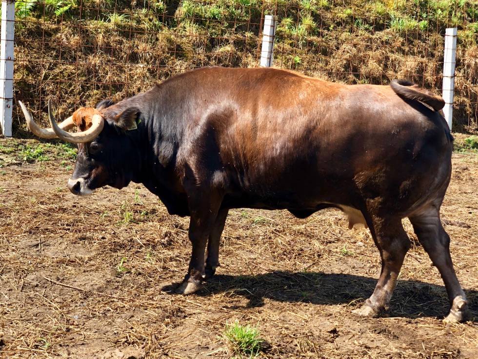 Fisterra Bovine World