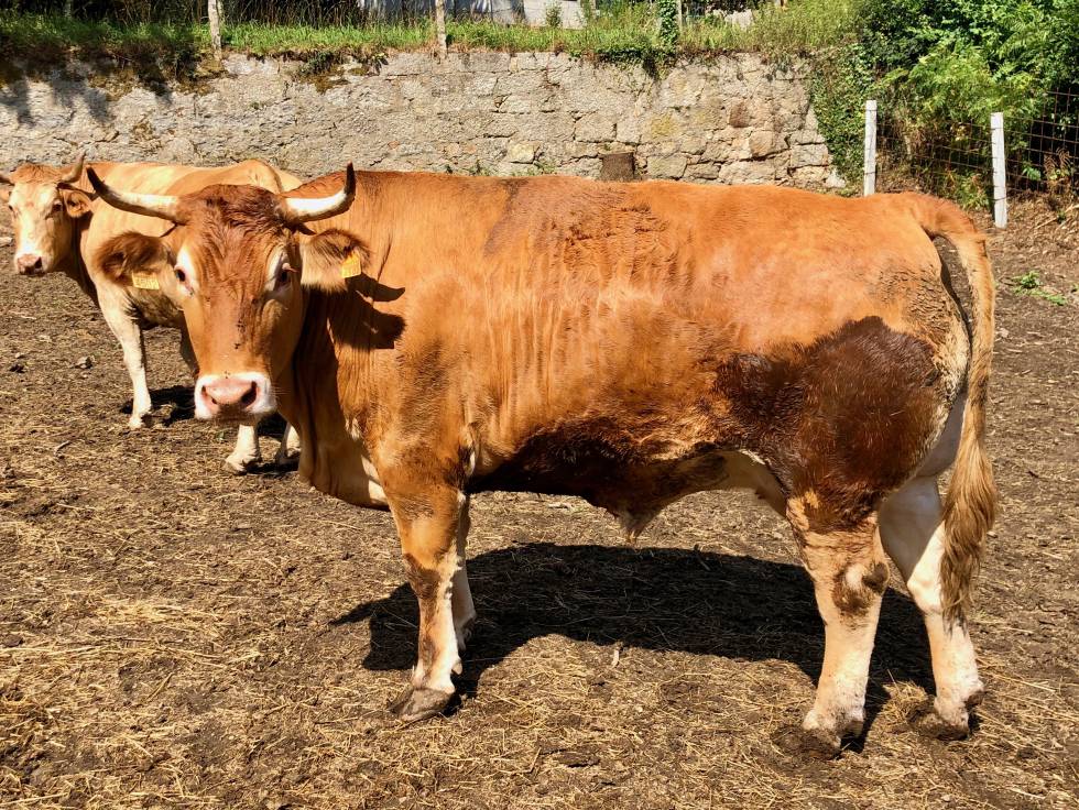 Fisterra Bovine World
