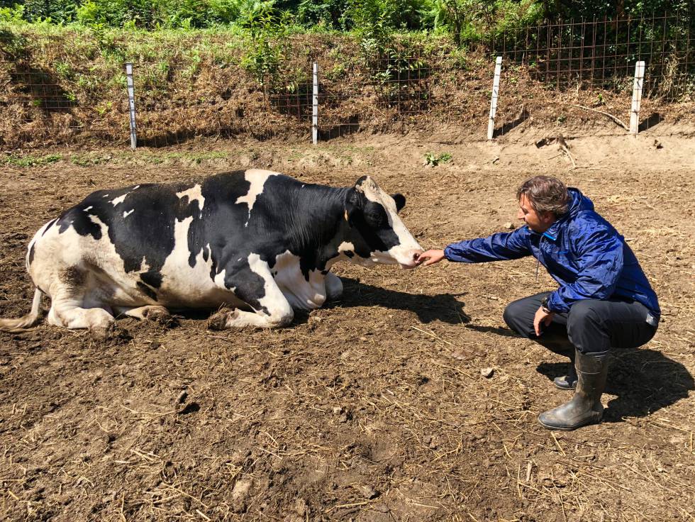 Fisterra Bovine World