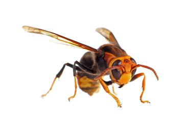 Cómo reconocer a la avispa asiática y prevenir sus picaduras