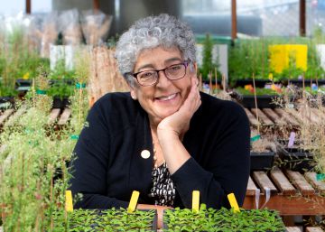 “As plantas estão estressadas, florescem em épocas que não deveriam”