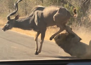 La cruenta batalla entre un león y un antílope frente a unos turistas en Sudáfrica
