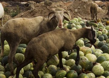 How Spain is failing to curb food waste
