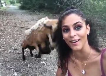 Mulher tenta fazer 'selfie' com cabra e acaba levando uma chifrada