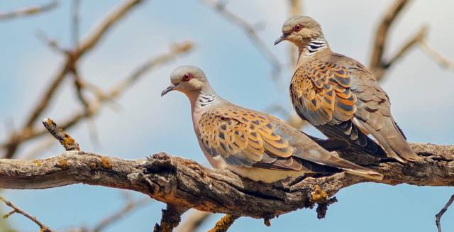 A pair of turtledoves.