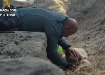 El rescate de un perro deshidratado en el incendio de Gran Canaria