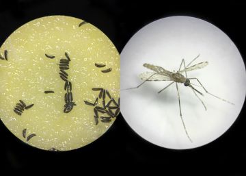 Mosquitos modificados genéticamente para vencer a la malaria
