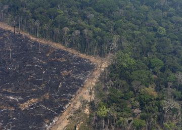 La ‘sabanización’ de la Amazonia amenaza a todo el planeta