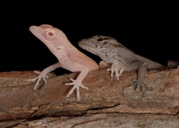 Unas lagartijas con albinismo son los primeros reptiles modificados genéticamente
