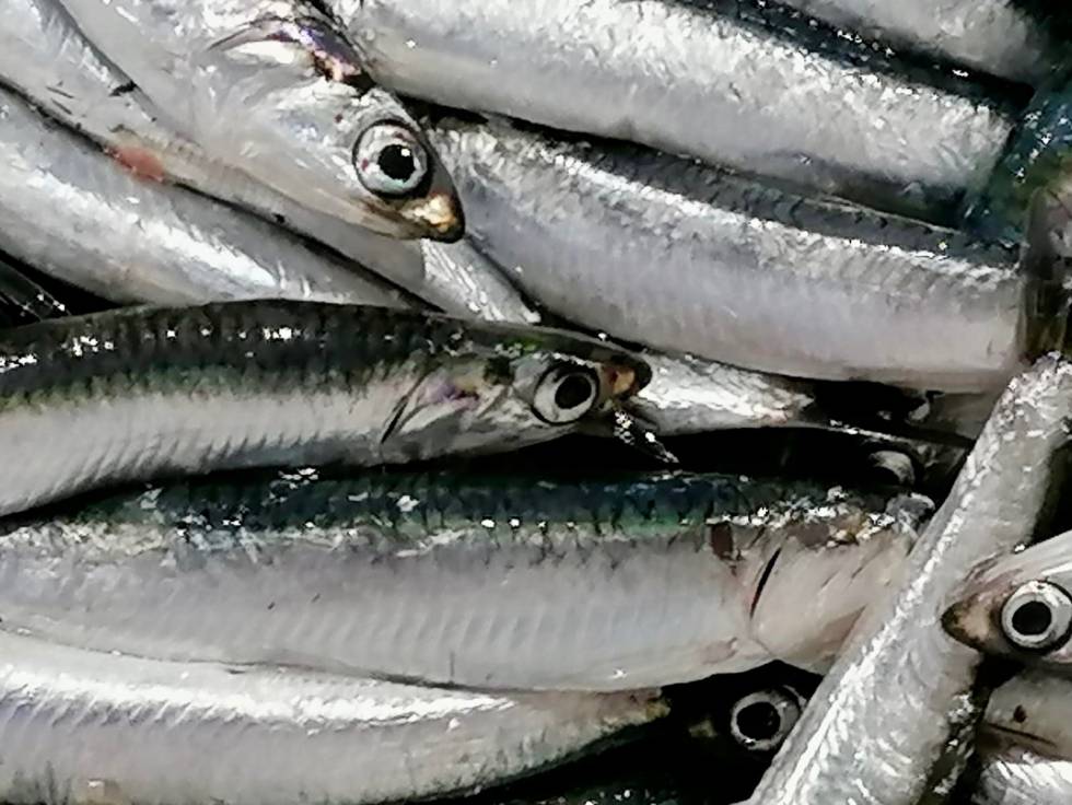 Los boquerones de Málaga