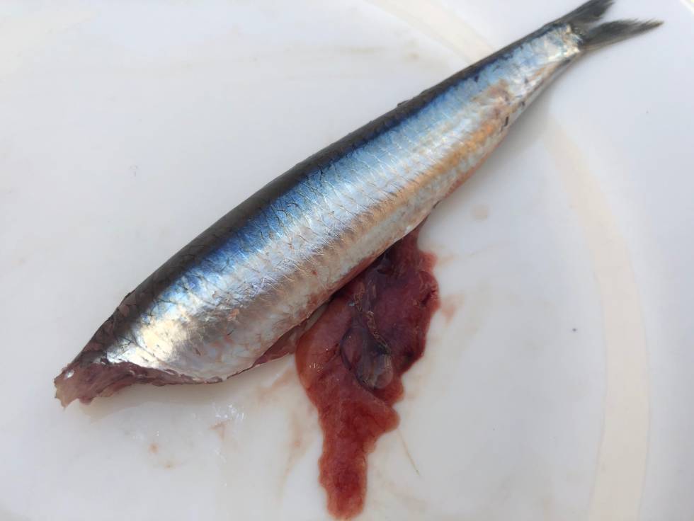 Hueva del boquerón, una exquisitez que hay que extraer con cuidado. Capel
