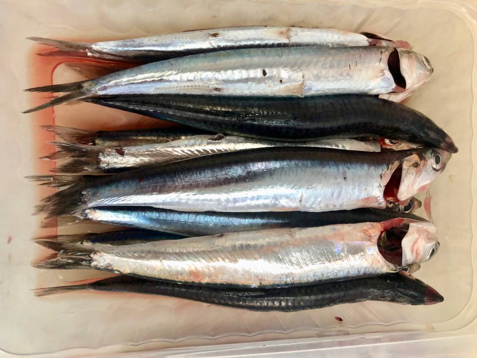 Los boquerones de Málaga
