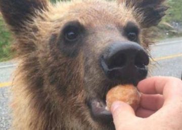 Multado un canadiense por dar de comer donuts con la mano a osos salvajes Multado un canadiense por dar de comer donuts con la mano a osos salvajes