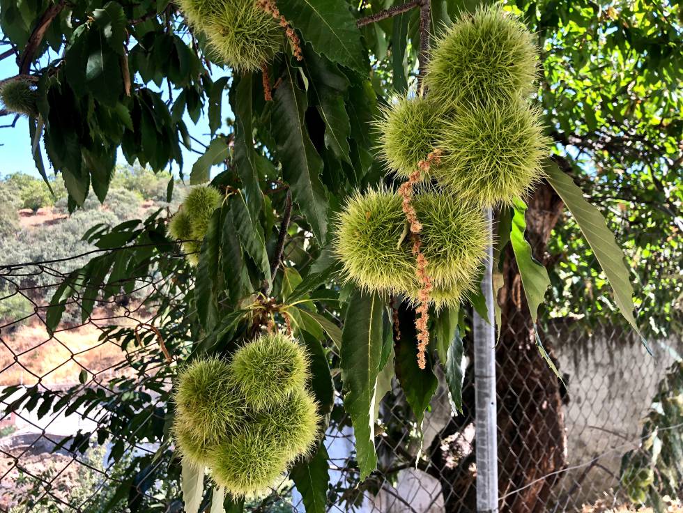 Castañas en el árbol Capel