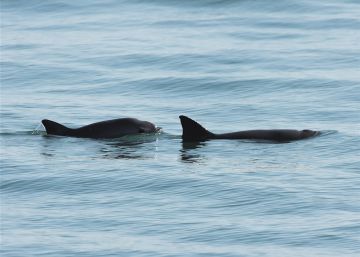 El silencio de las últimas vaquitas marinas