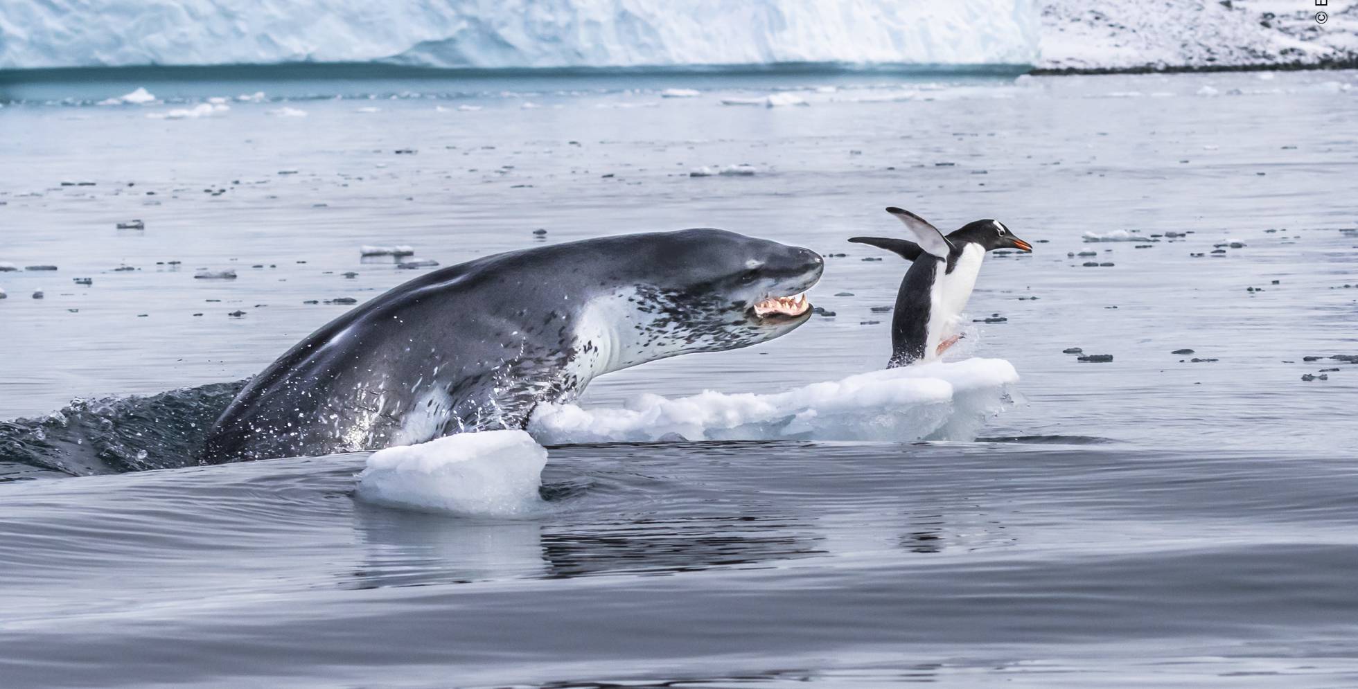 wildlife photographer of the year 2019