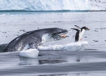 Los finalistas del Wildlife Photographer of the Year 2019