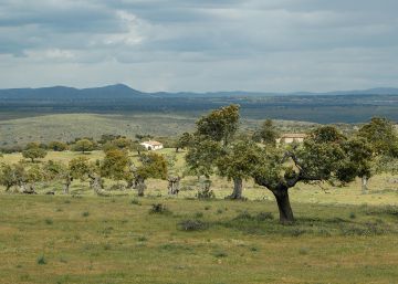El rescate de las dehesas para luchar contra la España vacía