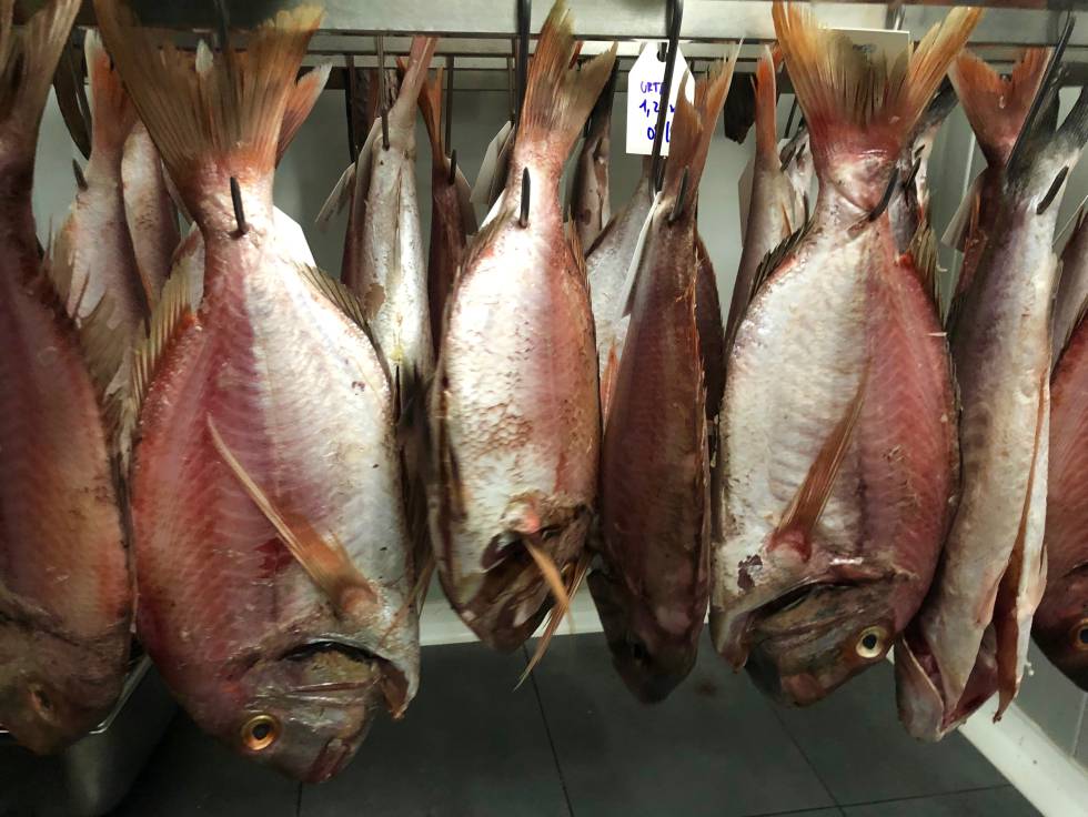 Pescados en la cámara de maduración Capel