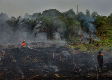 Cada año se pierde una masa de bosques del tamaño de Reino Unido
