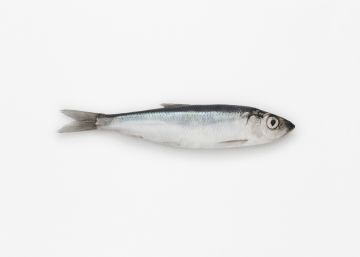 Soy 'pescetariano': no me importa comer merluza, pero el chuletón ni lo pruebo