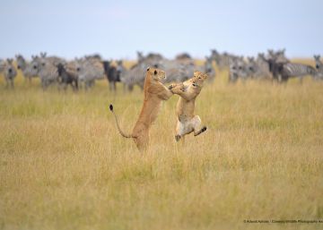 ‘The Comedy Wildlife’: o prêmio para a foto mais divertida