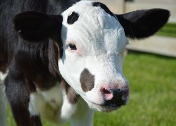 El ADN de las vacas sin cuernos desconcierta a los científicos