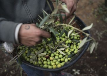 La dieta mediterránea, una comida milenaria y divina, lista para exportar