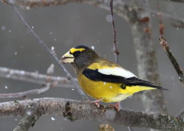 Metade das aves mais comuns da Europa e da América do Norte desapareceram