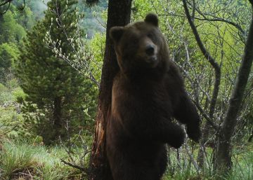 Mor l’os Cachou, famós pels seus atacs a cavalls al Pirineu