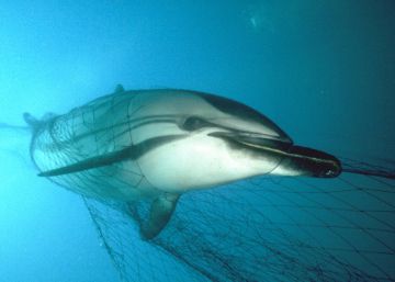 Delfines