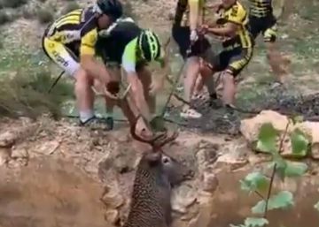 Un grupo de ciclistas rescata a un ciervo de morir ahogado