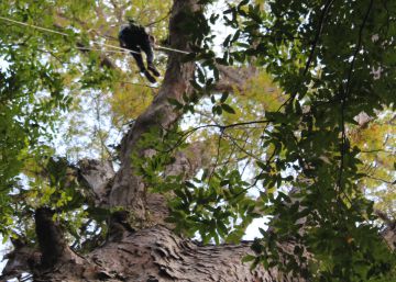 A árvore mais alta da Amazônia