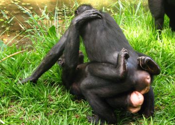 Bonobas praticam sexo homossexual para se proteger do assédio indesejado dos machos da mesma espécie