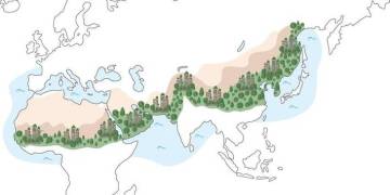 Ciudades de África y Asia construirán una Gran Muralla Verde
