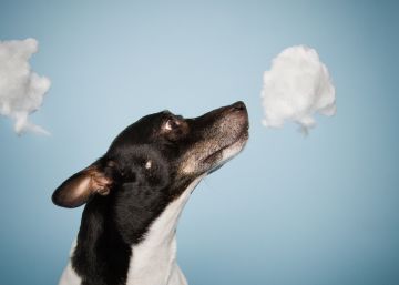 Perros y narices electrónicas para diagnosticar el cáncer por su olor