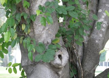 Más árboles en las ciudades