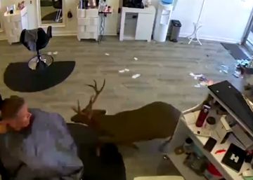 Un ciervo siembra el pánico en una peluquería de Nueva York al entrar por el escaparate