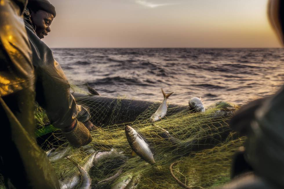 Los marineros suben pescado a la barcaza.