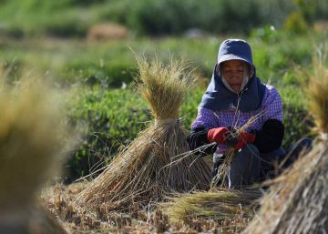 Una alimentación sana en un mundo sin hambre