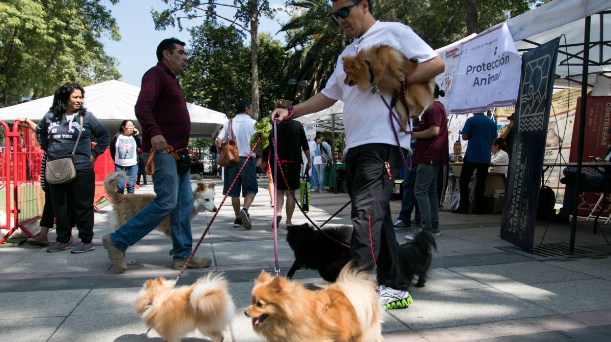 Una feria de perros, en un parque.