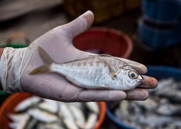 El pescado que te comes y la desigualdad